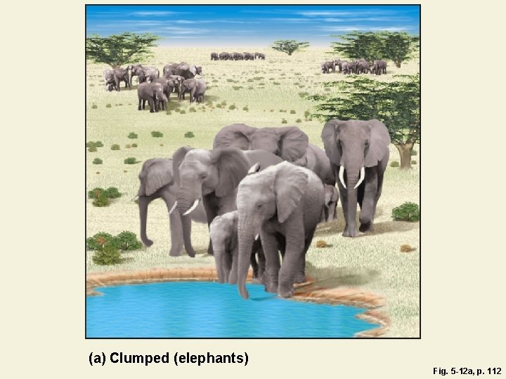 (a) Clumped (elephants) Fig. 5 -12 a, p. 112 