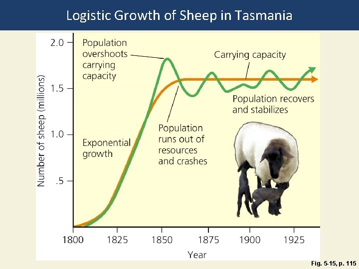 Logistic Growth of Sheep in Tasmania Fig. 5 -15, p. 115 