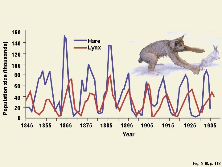 Population size (thousands) 160 Hare Lynx 140 120 100 80 60 40 20 0