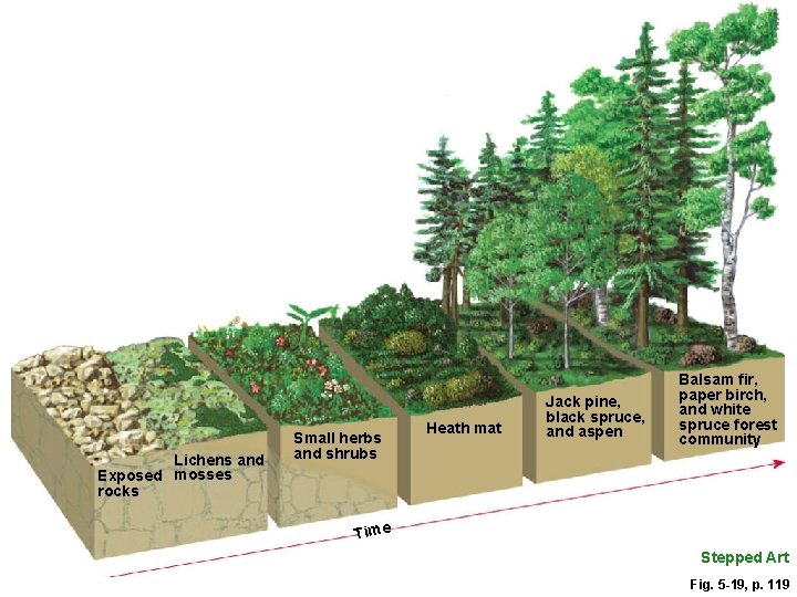 Lichens and Exposed mosses rocks Small herbs and shrubs Heath mat Jack pine, black