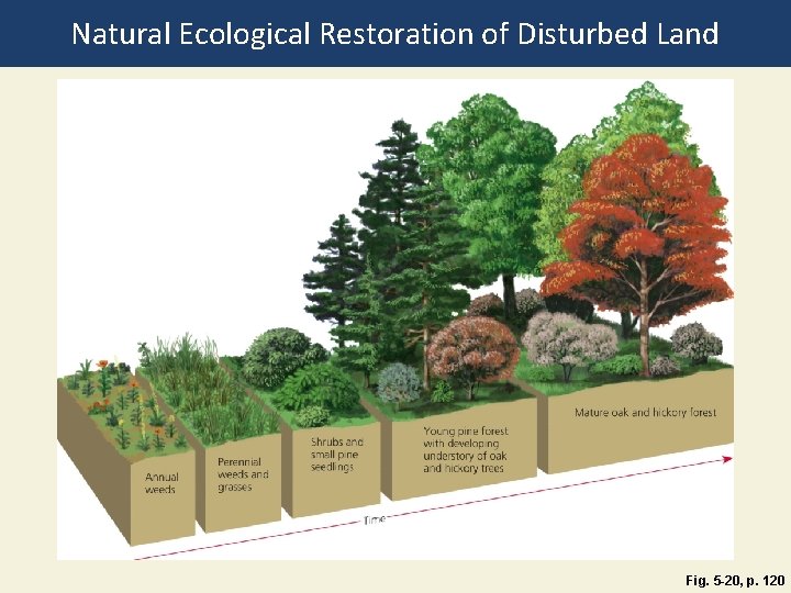 Natural Ecological Restoration of Disturbed Land Fig. 5 -20, p. 120 