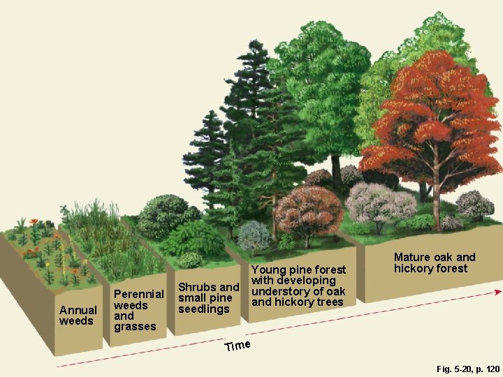 Annual weeds Perennial weeds and grasses Shrubs and small pine seedlings Young pine forest