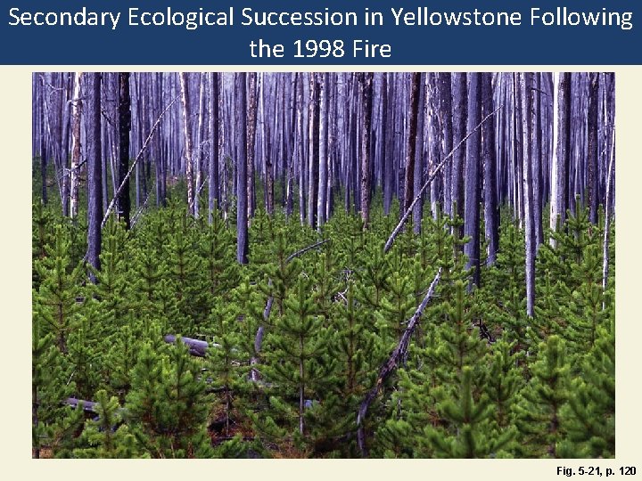 Secondary Ecological Succession in Yellowstone Following the 1998 Fire Fig. 5 -21, p. 120