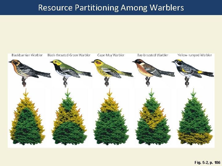 Resource Partitioning Among Warblers Fig. 5 -2, p. 106 