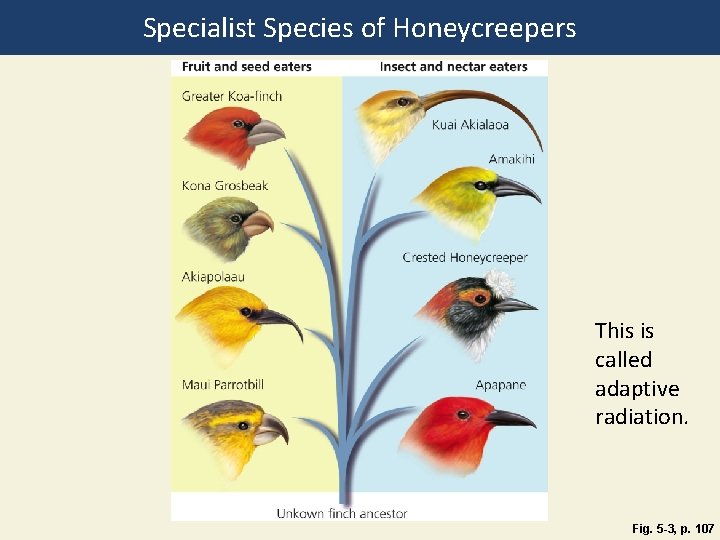 Specialist Species of Honeycreepers This is called adaptive radiation. Fig. 5 -3, p. 107