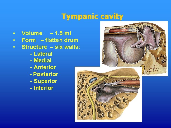 Tympanic cavity • • • Volume – 1. 5 ml Form – flatten drum