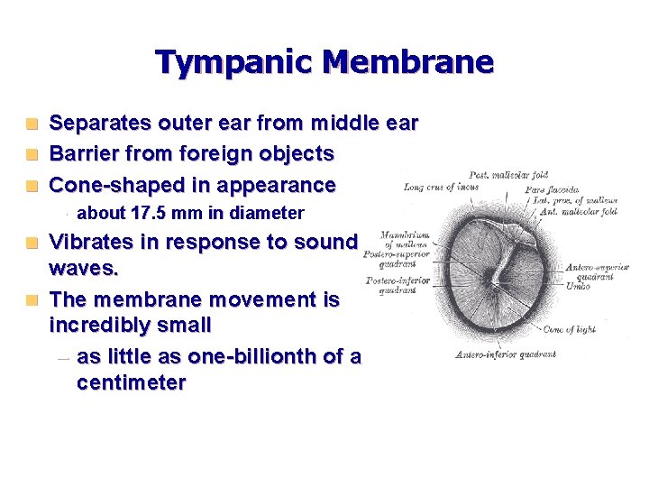 Tympanic Membrane Separates outer ear from middle ear n Barrier from foreign objects n