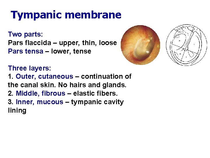 Tympanic membrane Two parts: Pars flaccida – upper, thin, loose Pars tensa – lower,