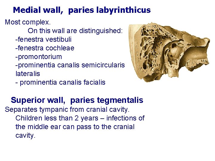 Medial wall, paries labyrinthicus Most complex. On this wall are distinguished: -fenestra vestibuli -fenestra