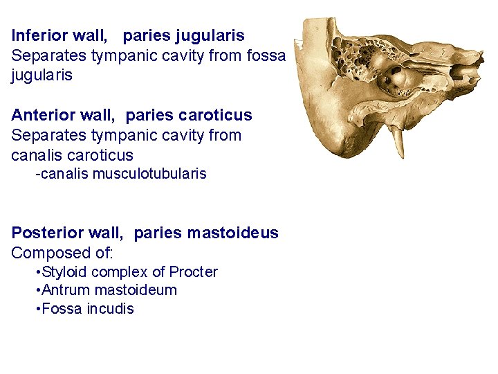 Inferior wall, paries jugularis Separates tympanic cavity from fossa jugularis Anterior wall, paries caroticus