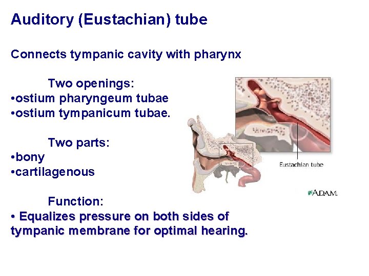 Auditory (Eustachian) tube Connects tympanic cavity with pharynx Two openings: • ostium pharyngeum tubae