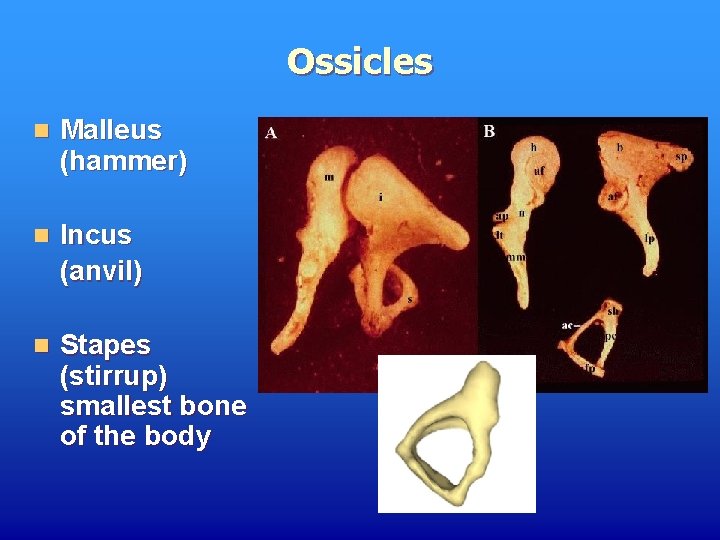 Ossicles n Malleus (hammer) n Incus (anvil) n Stapes (stirrup) smallest bone of the