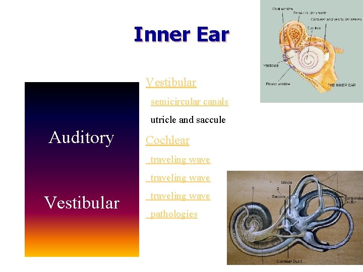 Inner Ear Vestibular semicircular canals utricle and saccule Auditory Cochlear traveling wave Vestibular traveling