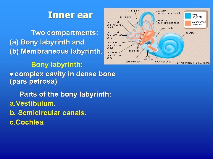 Inner ear Two compartments: (а) Bony labyrinth and (b) Membraneous labyrinth. Bony labyrinth: complex