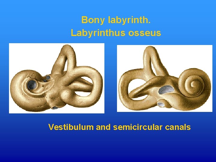 Bony labyrinth. Labyrinthus osseus Vestibulum and semicircular canals 