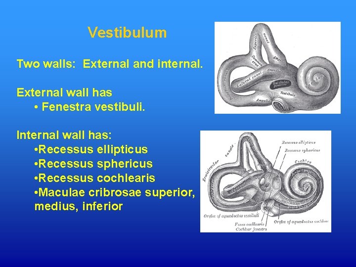 Vestibulum Two walls: External and internal. External wall has • Fenestra vestibuli. Internal wall