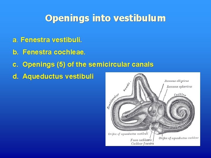 Openings into vestibulum a. Fenestra vestibuli. b. Fenestra cochleae. c. Openings (5) of the