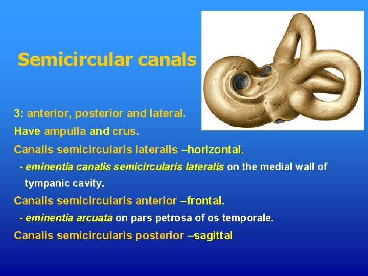 Semicircular canals 3: anterior, posterior and lateral. Have ampulla and crus. Canalis semicircularis lateralis