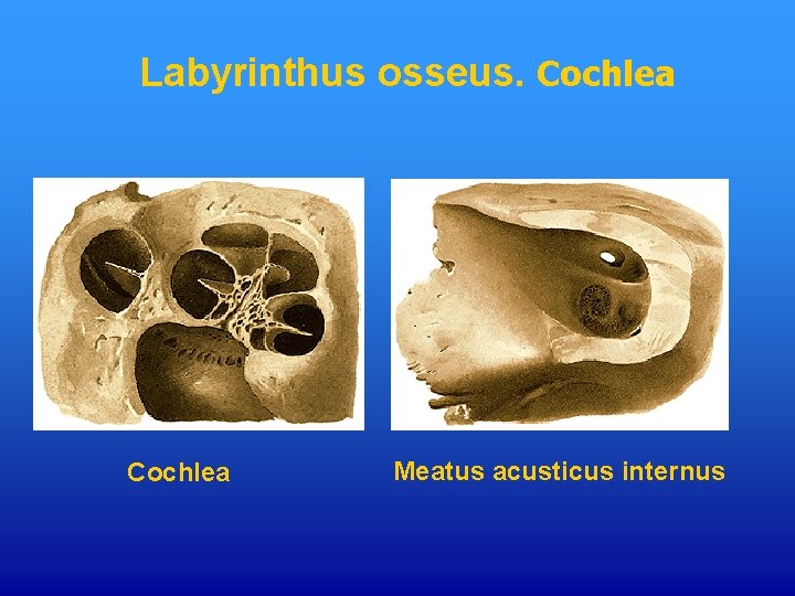 Labyrinthus osseus. Cochlea Meatus acusticus internus 