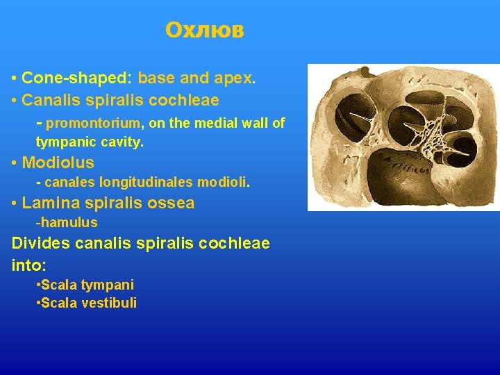 Охлюв • Cone-shaped: base and apex. • Canalis spiralis cochleae - promontorium, on the