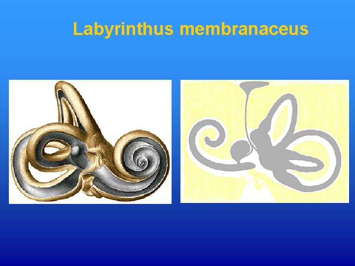 Labyrinthus membranaceus 