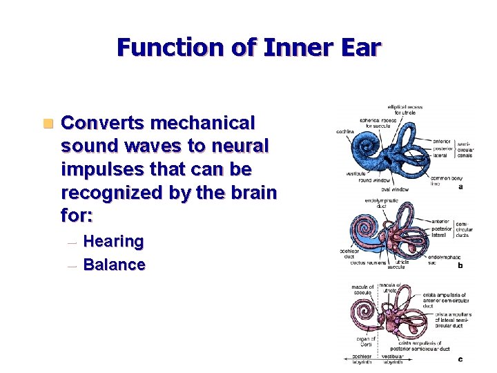 Function of Inner Ear n Converts mechanical sound waves to neural impulses that can