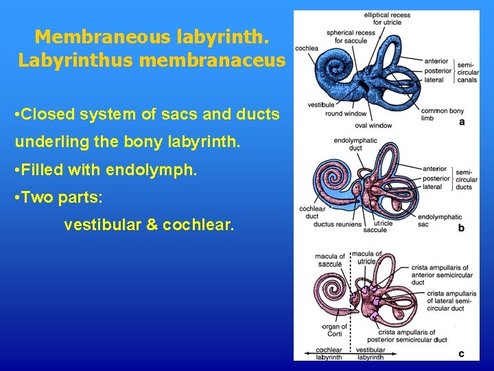 Membraneous labyrinth. Labyrinthus membranaceus • Closed system of sacs and ducts underling the bony