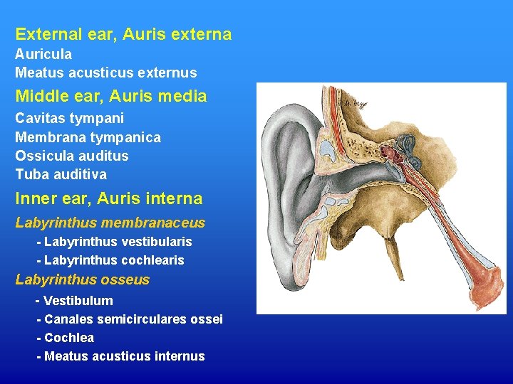 External ear, Auris externa Auricula Meatus acusticus externus Middle ear, Auris media Cavitas tympani