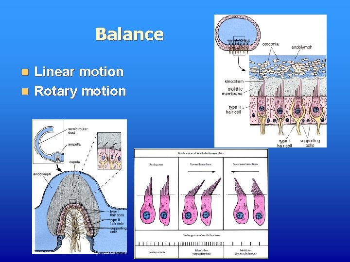 Balance Linear motion n Rotary motion n 