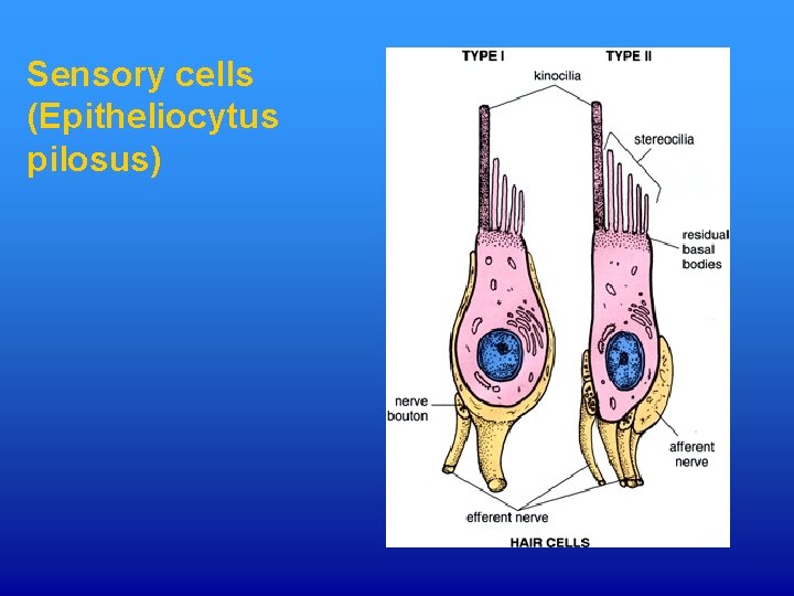 Sensory cells (Epitheliocytus pilosus) 