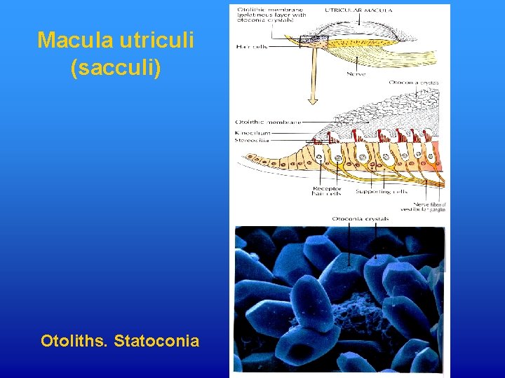 Macula utriculi (sacculi) Otoliths. Statoconia 