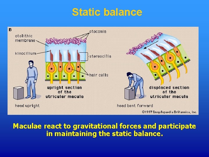 Static balance Maculae react to gravitational forces and participate in maintaining the static balance.