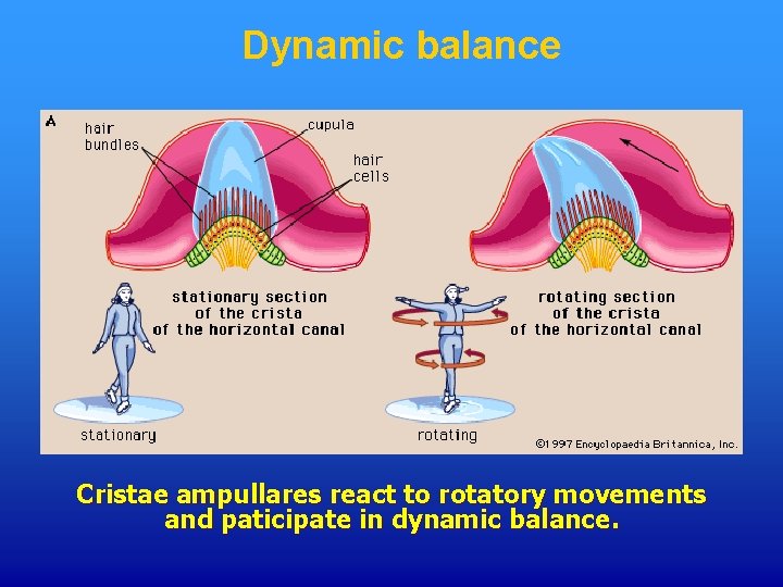 Dynamic balance Cristae ampullares react to rotatory movements and paticipate in dynamic balance. 