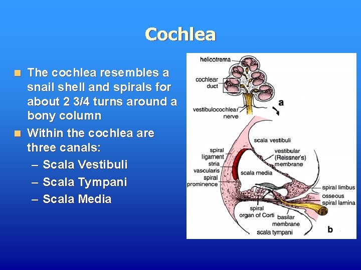 Cochlea The cochlea resembles a snail shell and spirals for about 2 3/4 turns