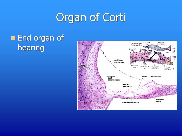 Organ of Corti n End organ of hearing 