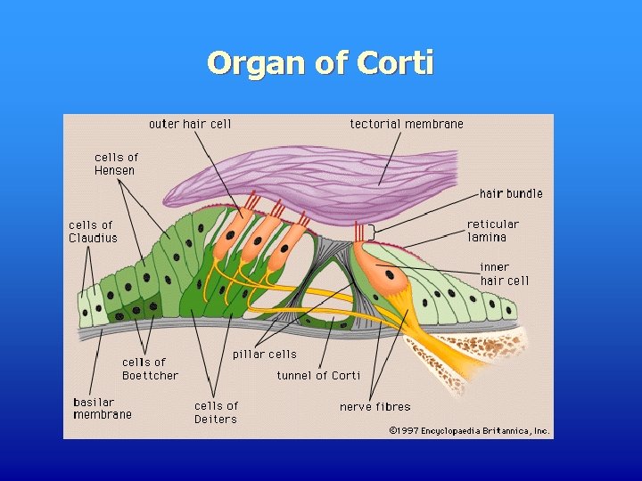 Organ of Corti 