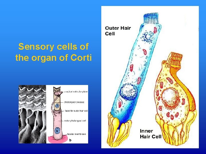 Sensory cells of the organ of Corti 