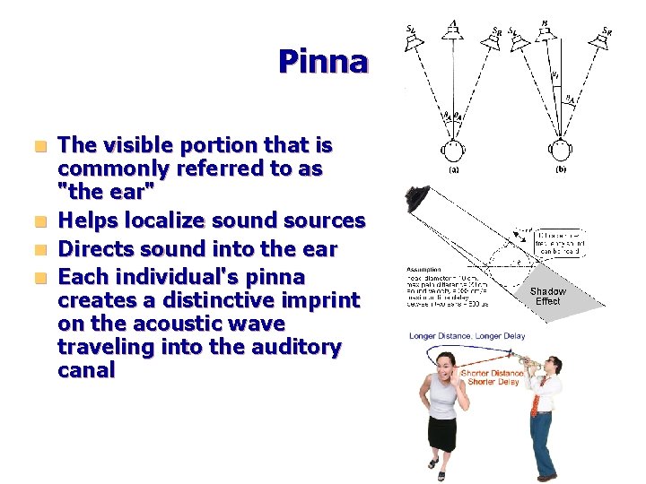 Pinna The visible portion that is commonly referred to as "the ear" n Helps