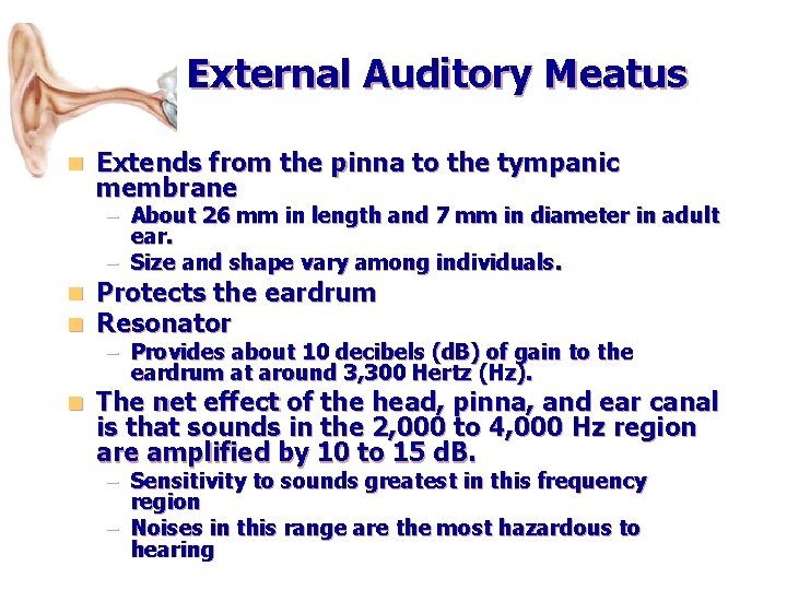 External Auditory Meatus n Extends from the pinna to the tympanic membrane – About