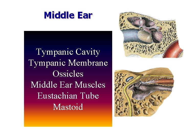 Middle Ear Tympanic Cavity Tympanic Membrane Ossicles Middle Ear Muscles Eustachian Tube Mastoid 