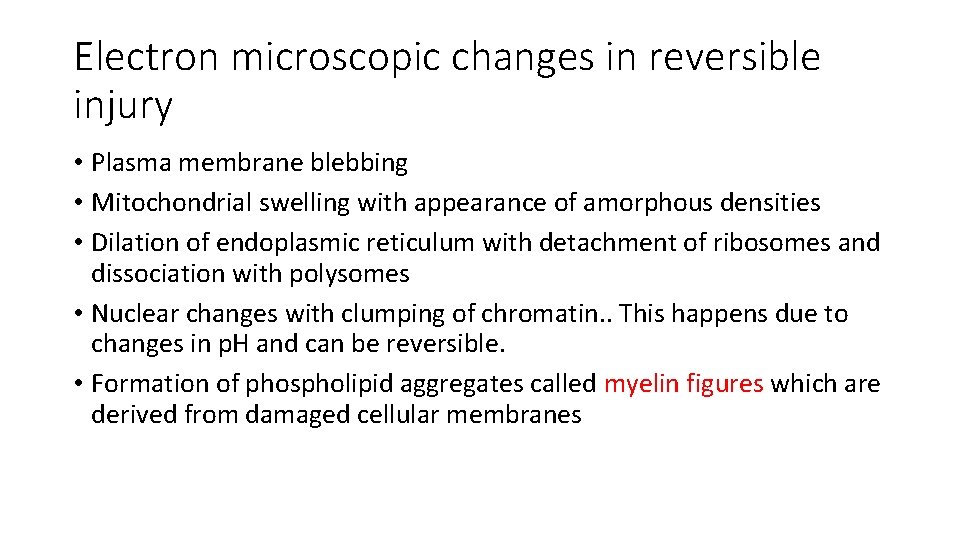 Electron microscopic changes in reversible injury • Plasma membrane blebbing • Mitochondrial swelling with