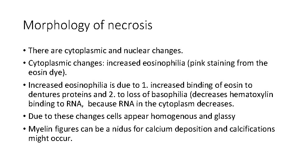 Morphology of necrosis • There are cytoplasmic and nuclear changes. • Cytoplasmic changes: increased