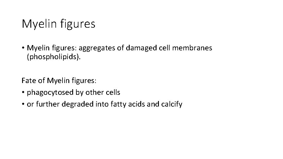 Myelin figures • Myelin figures: aggregates of damaged cell membranes (phospholipids). Fate of Myelin