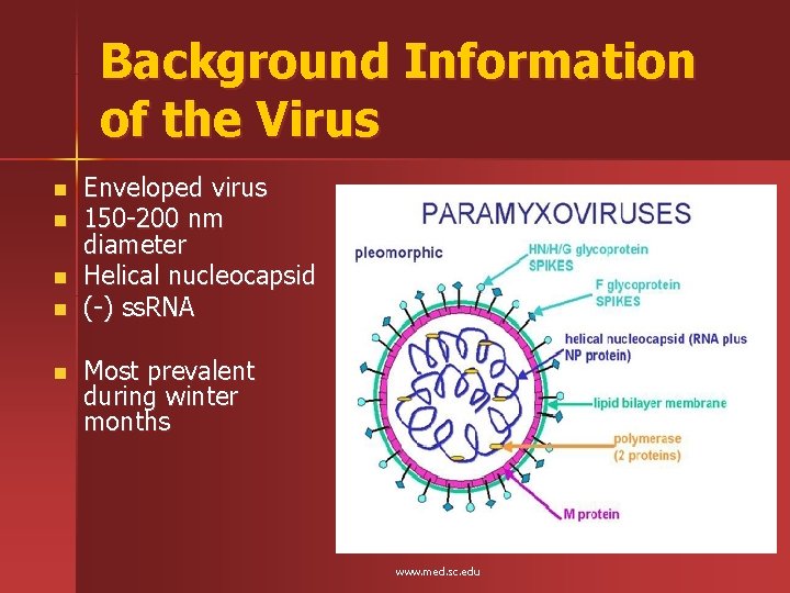 Background Information of the Virus n n n Enveloped virus 150 -200 nm diameter