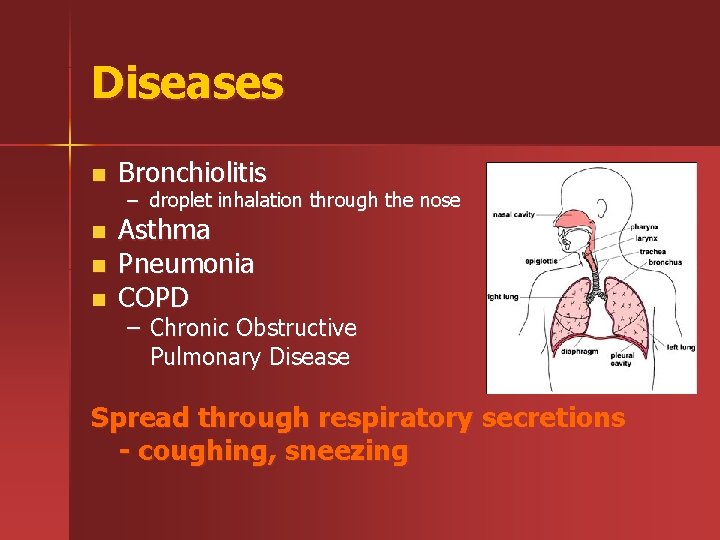 Diseases n Bronchiolitis n Asthma Pneumonia COPD n n – droplet inhalation through the