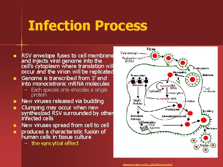 Infection Process n n RSV envelope fuses to cell membrane and injects viral genome