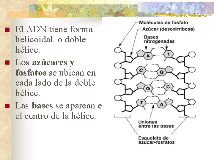 n n n El ADN tiene forma helicoidal o doble hélice. Los azúcares y