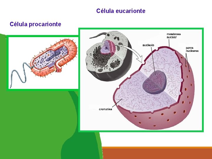 5 Célula procarionte Célula eucarionte 