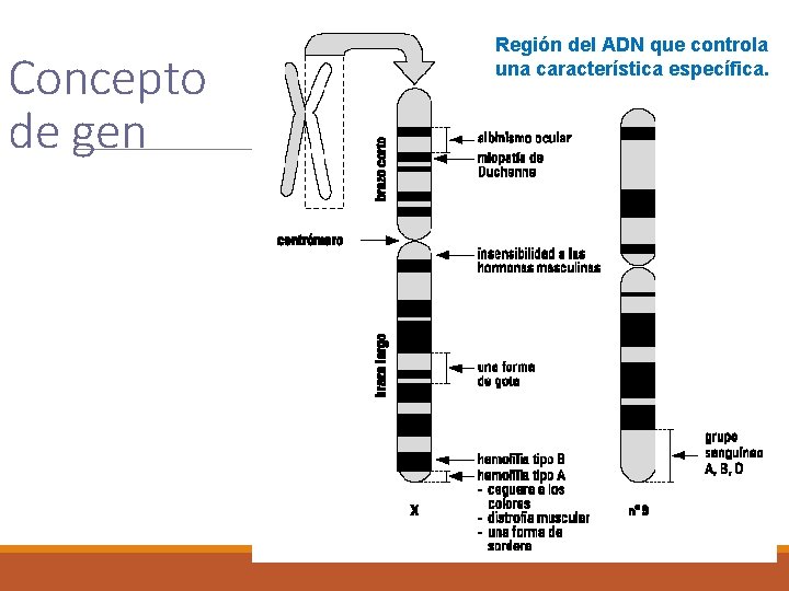 Concepto de gen Región del ADN que controla una característica específica. 