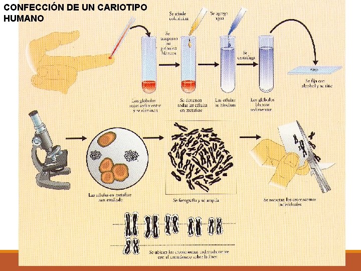 CONFECCIÓN DE UN CARIOTIPO HUMANO 